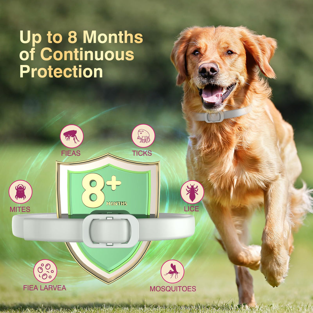Collar Allyeah para perros en uso diario con aromas naturales.