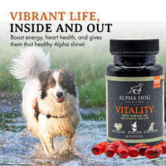 Cuidado de articulaciones de perros con aceite de krill Alpha Dog Nutrition.