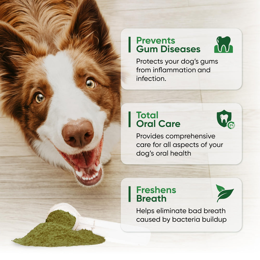 Alpha Dog Nutrition Polvo dental para perros, contiene algas marinas y probióticos.