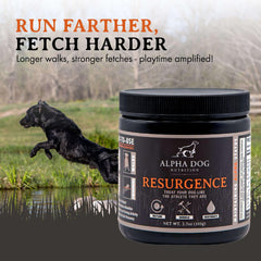 Alpha Dog Nutrition Resurgence: perro hidratado durante el juego y paseo.