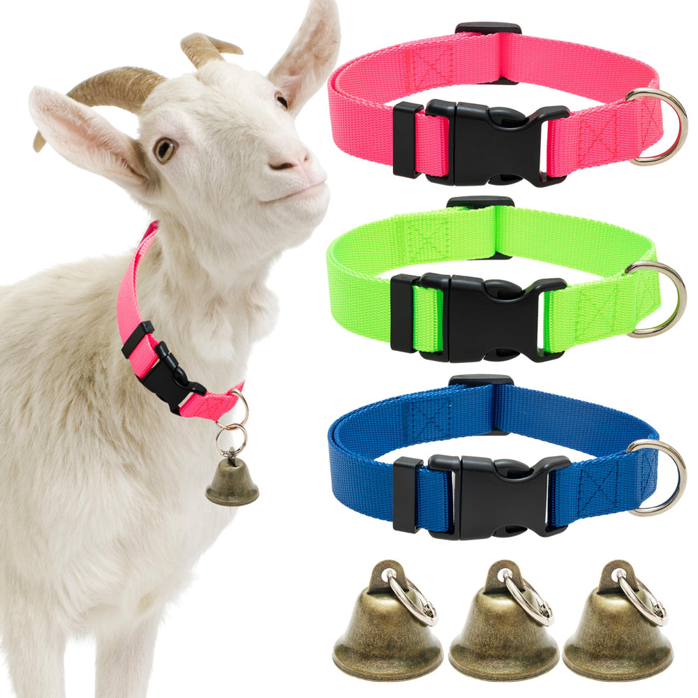 Collar ALUZAEMO para cabra con cascabel azul facilita la localización durante el pastoreo.