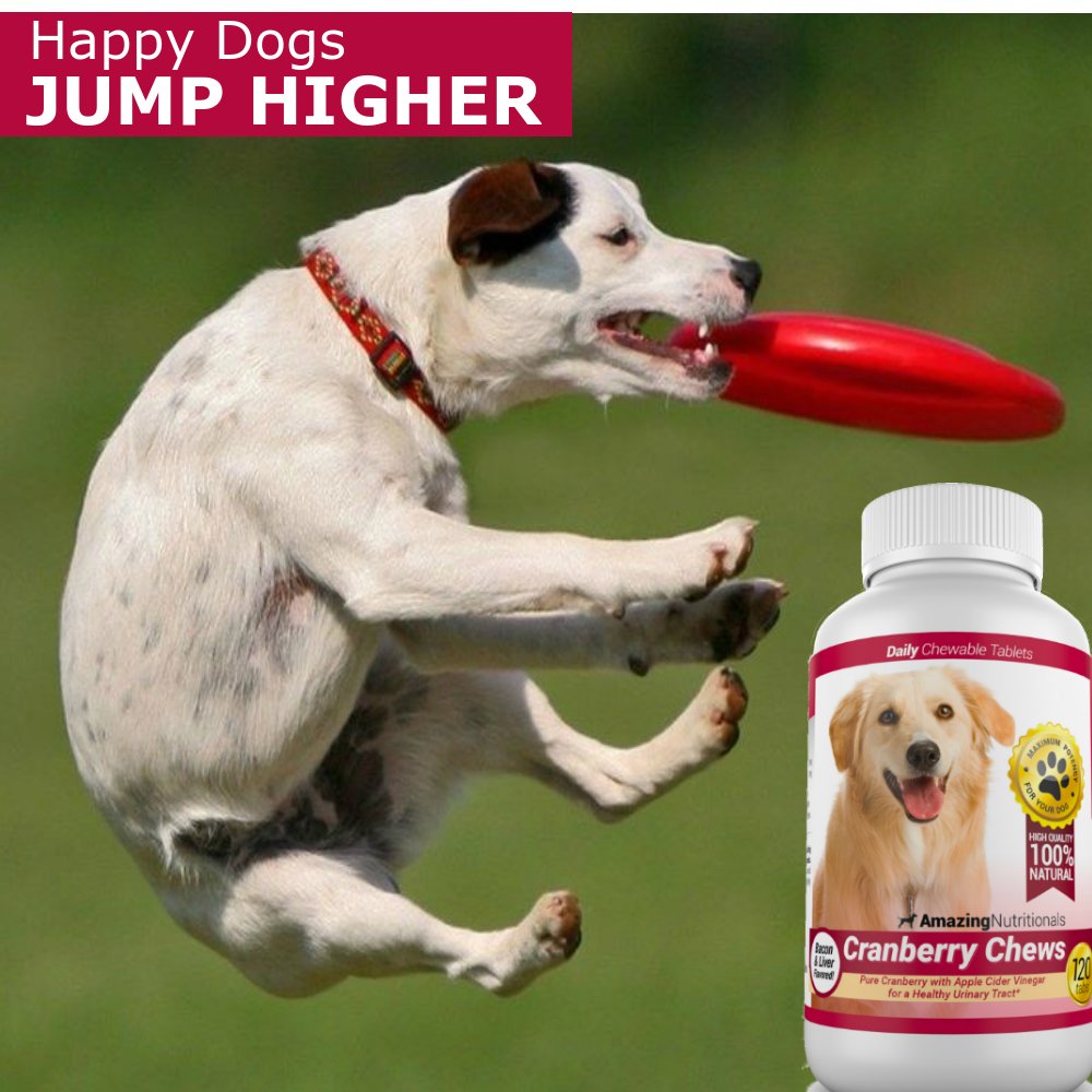 Amazing Nutritionals arándano para perros, perro comiendo tableta con sabor tocino