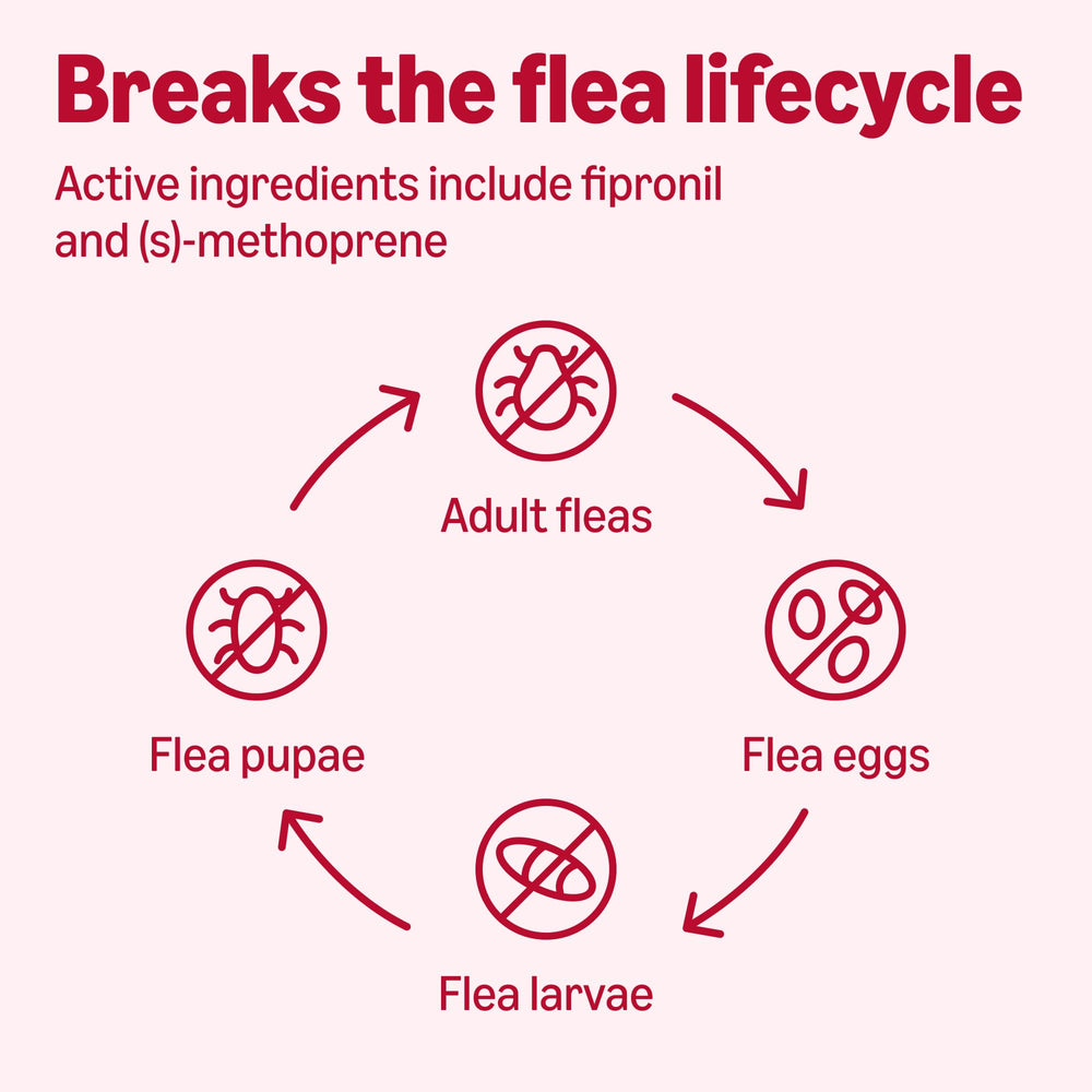 Amazon Basics 30-day protection per dose for ongoing pest defense