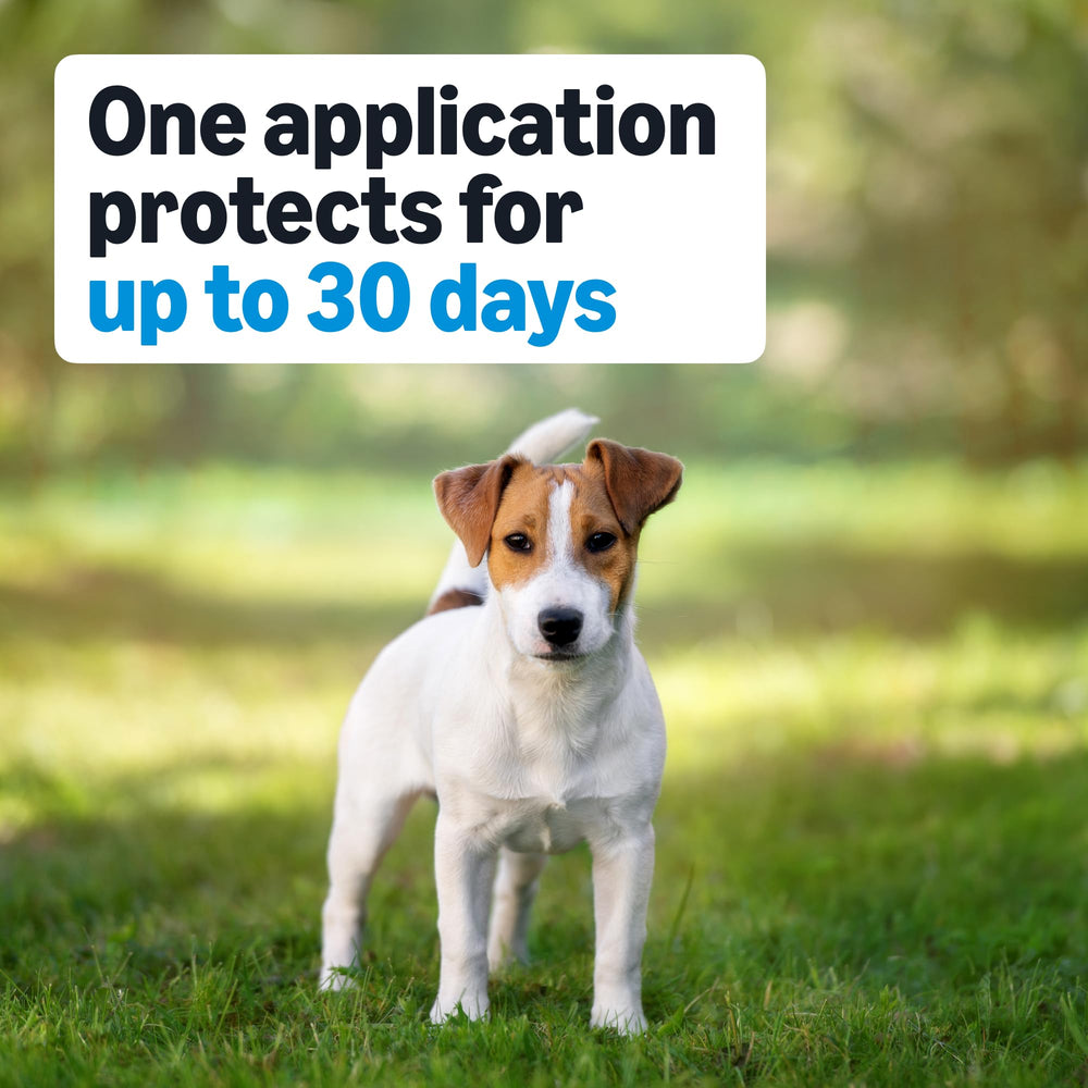 Protección de hasta 30 días para perros medianos con Amazon Basics.