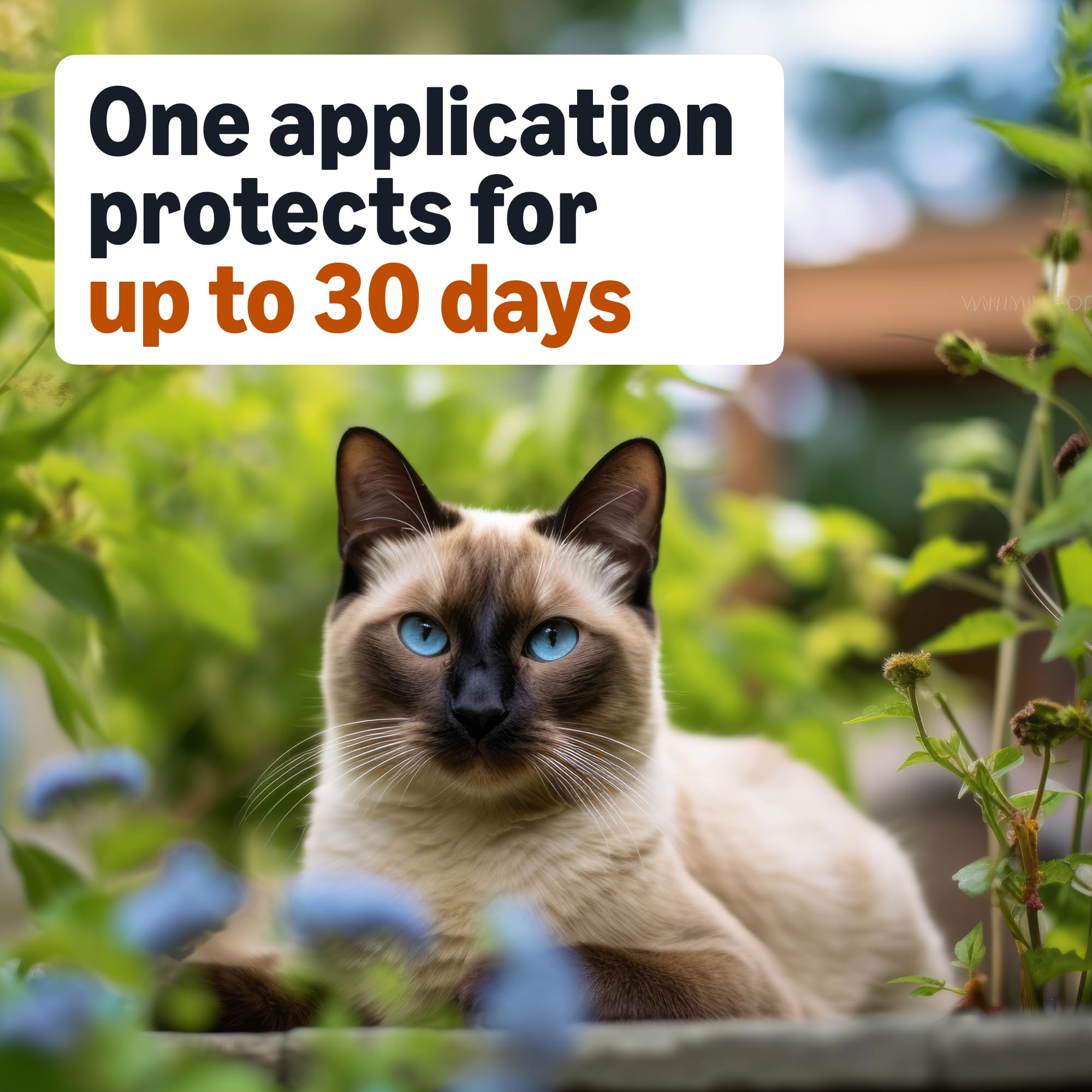 Amazon Basics protección de 4 semanas por dosis con aplicación mensual.