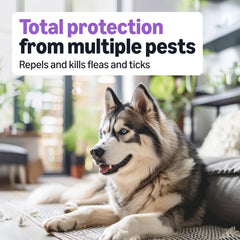 Amazon Basics aplicación en perro grande, inicio rápido y protección contra pulgas
