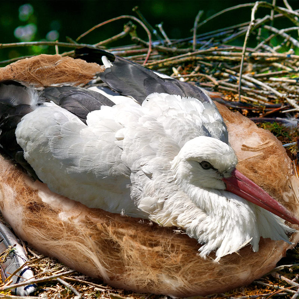 Amyhill-nido-pajaros-canarios: pensado para canarios y aves pequeñas con comodidad.