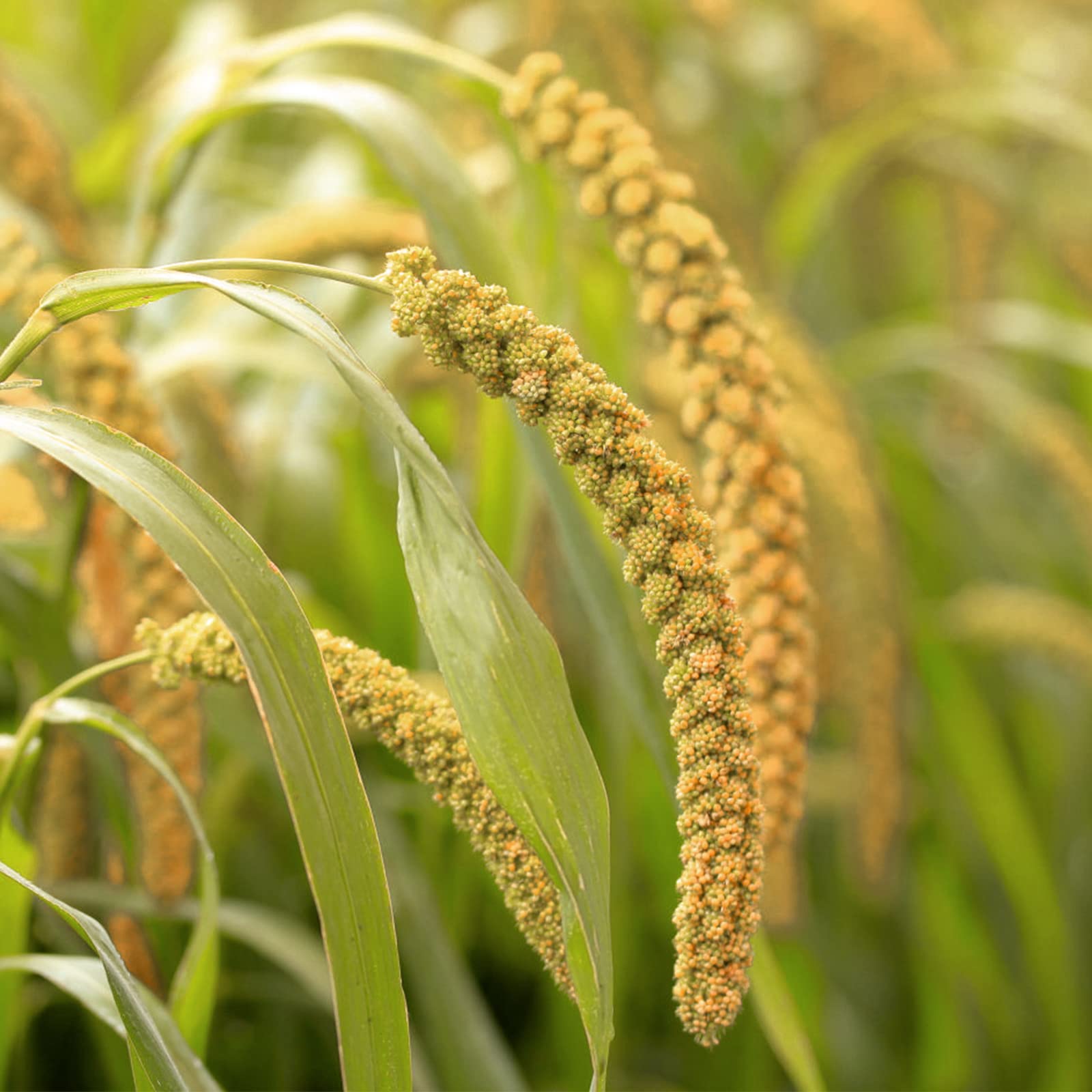 Amzey Spray Millet ayuda a entrenamientos y mantenimiento diario de aves.