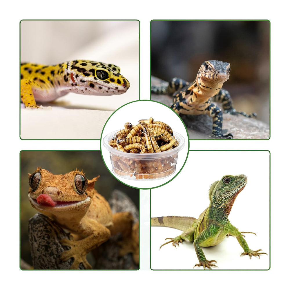 ANCKNE dispensador de alimentos para gecko crestado, ideal para organizar porciones