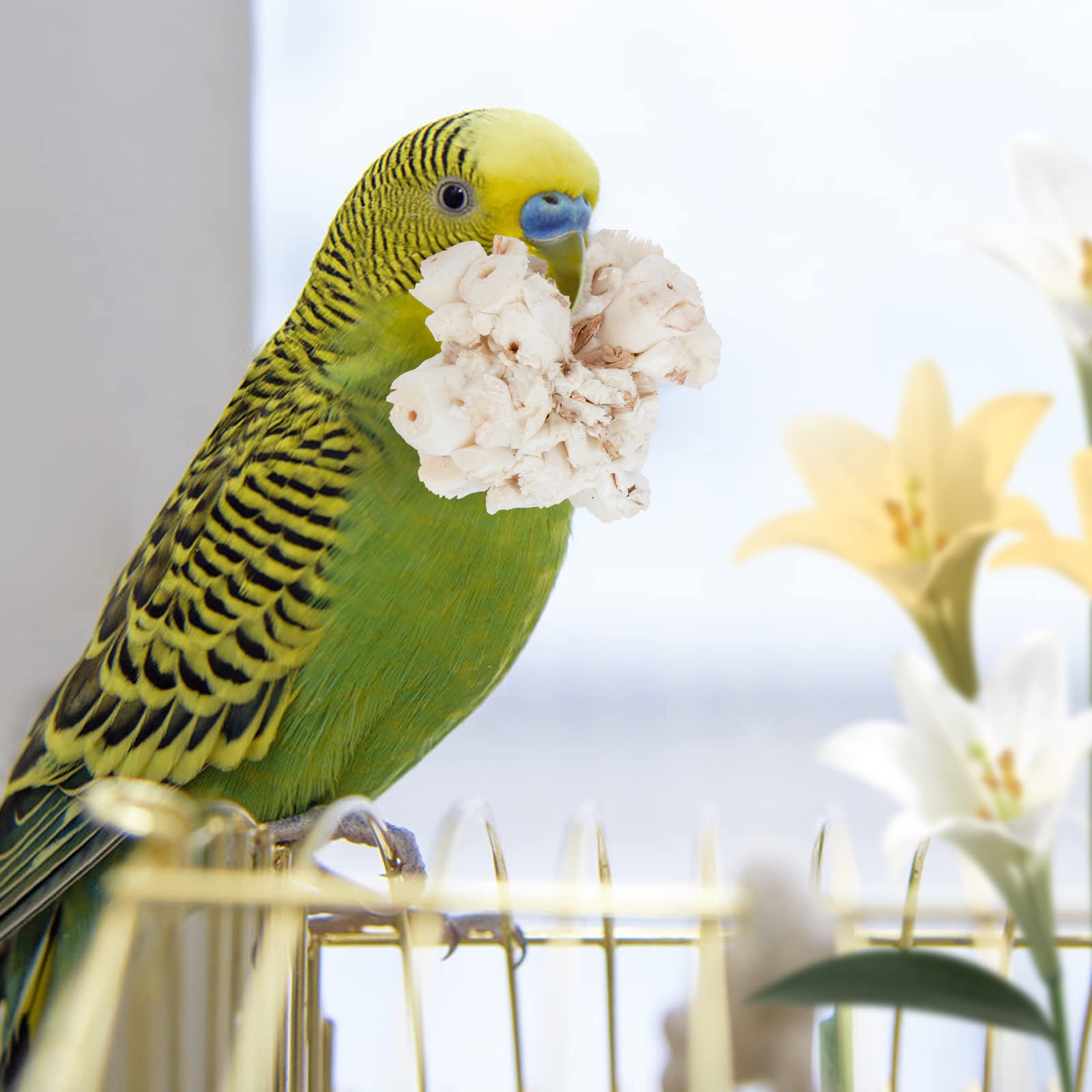 andwe Bola Sola: ideal para pájaros pequeños y conures en juego diario