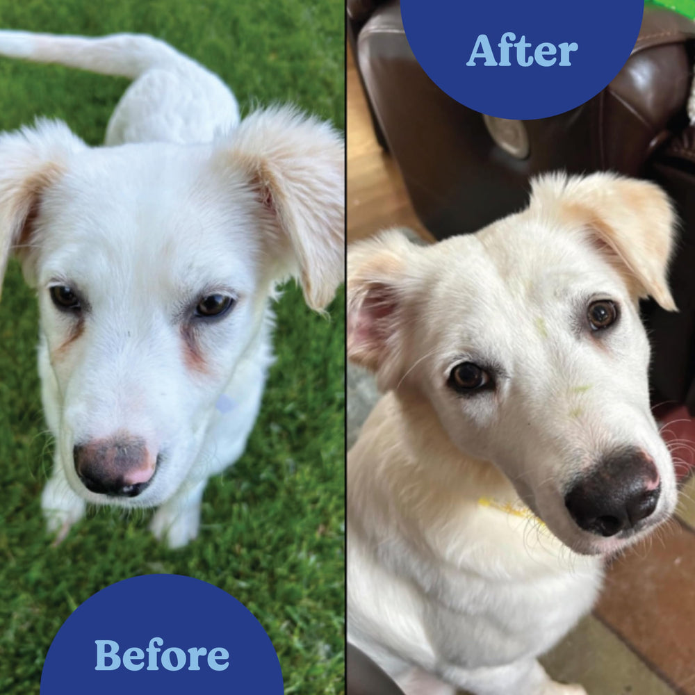 ANGELS' EYES NATURAL PLUS polvo sabor ternera, aceptación fácil por perros