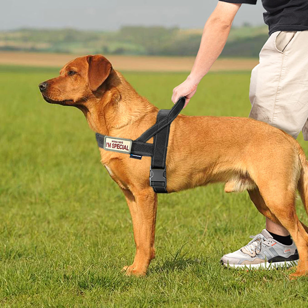 Arnés Annchwool ofrece cuatro tallas para perros pequeños a grandes