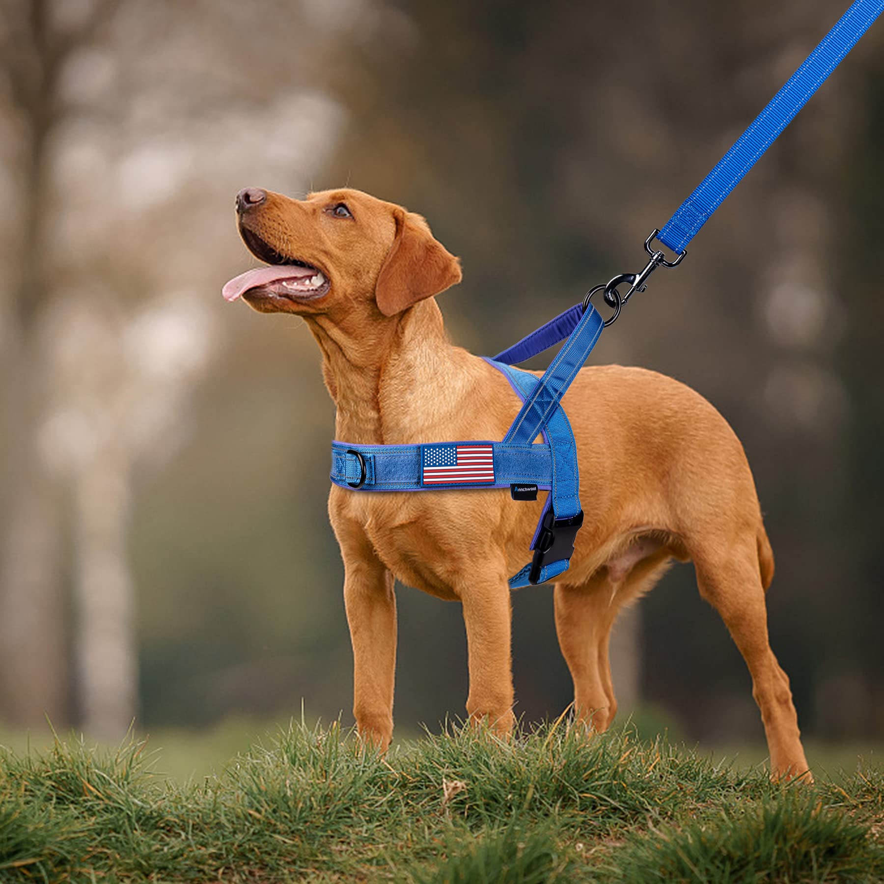 Arnés Annchwool con parches velcro para personalizar al perro en azul