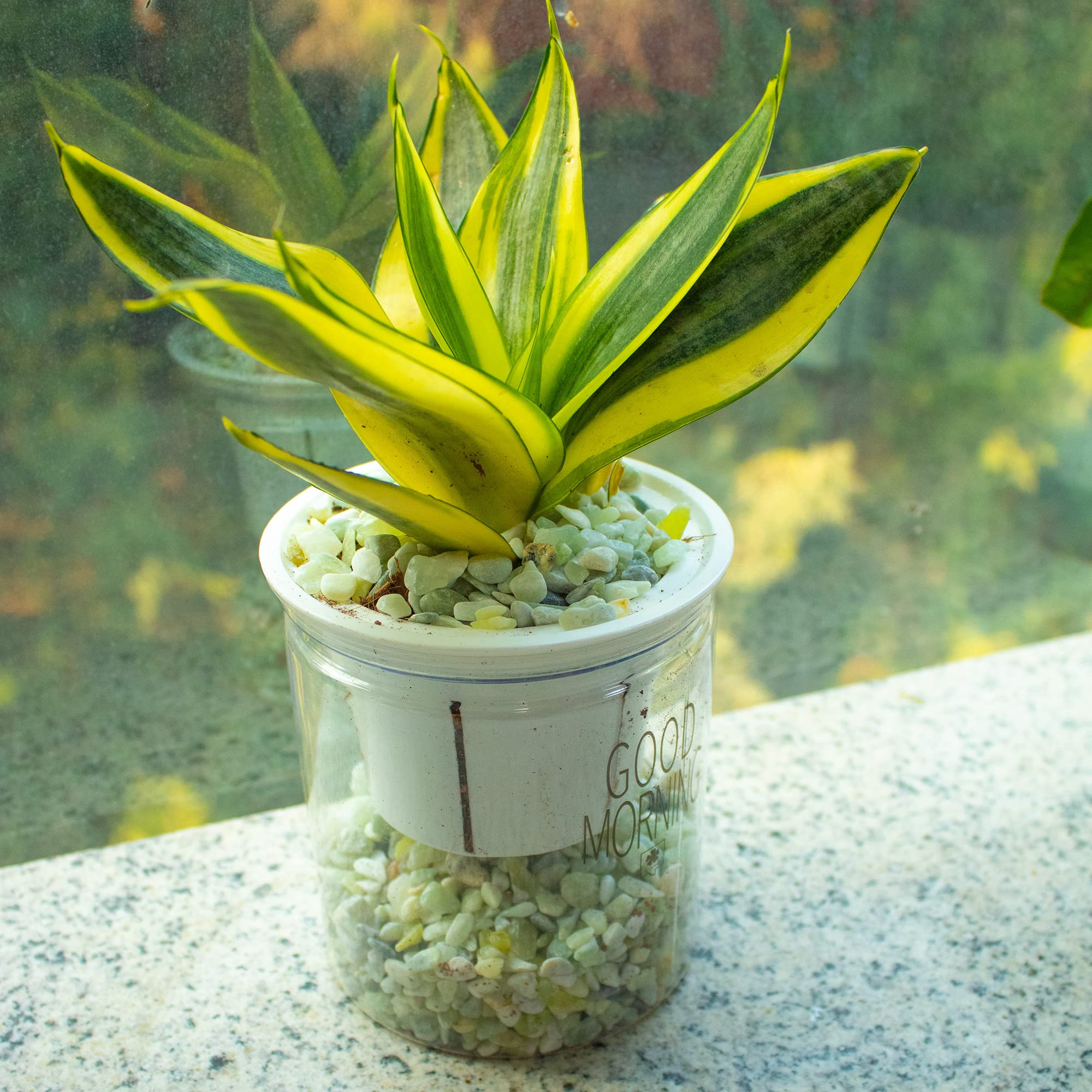Galet Jade Anothera terrarium et arrangement floral polyvalent.