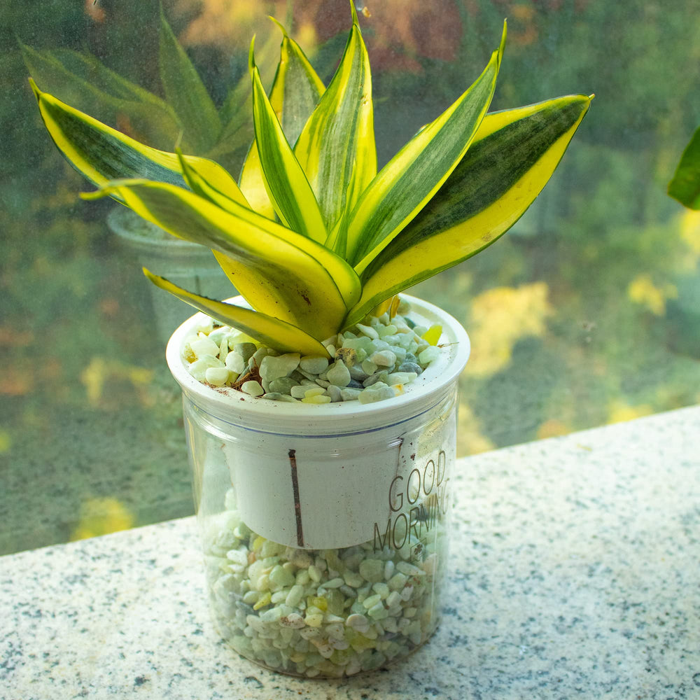 Galet Jade Anothera terrarium et arrangement floral polyvalent.
