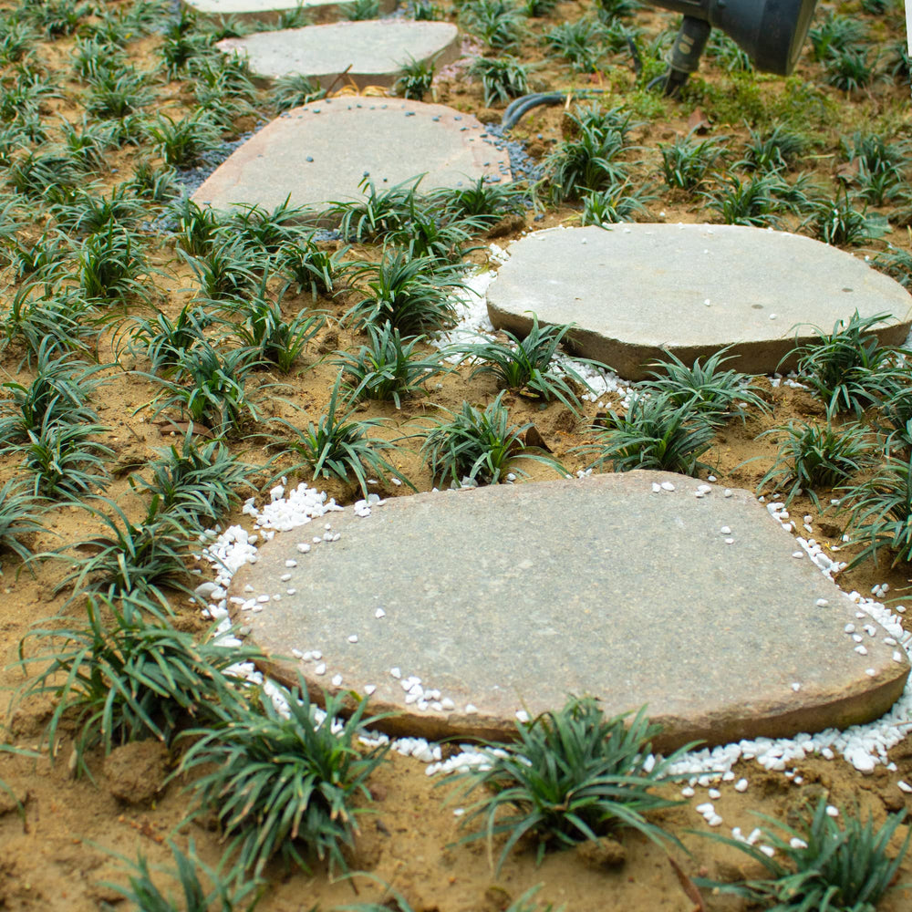 Anothera galets décoratifs blancs pour extérieur élégant et drainage renforcé autour des plantes.