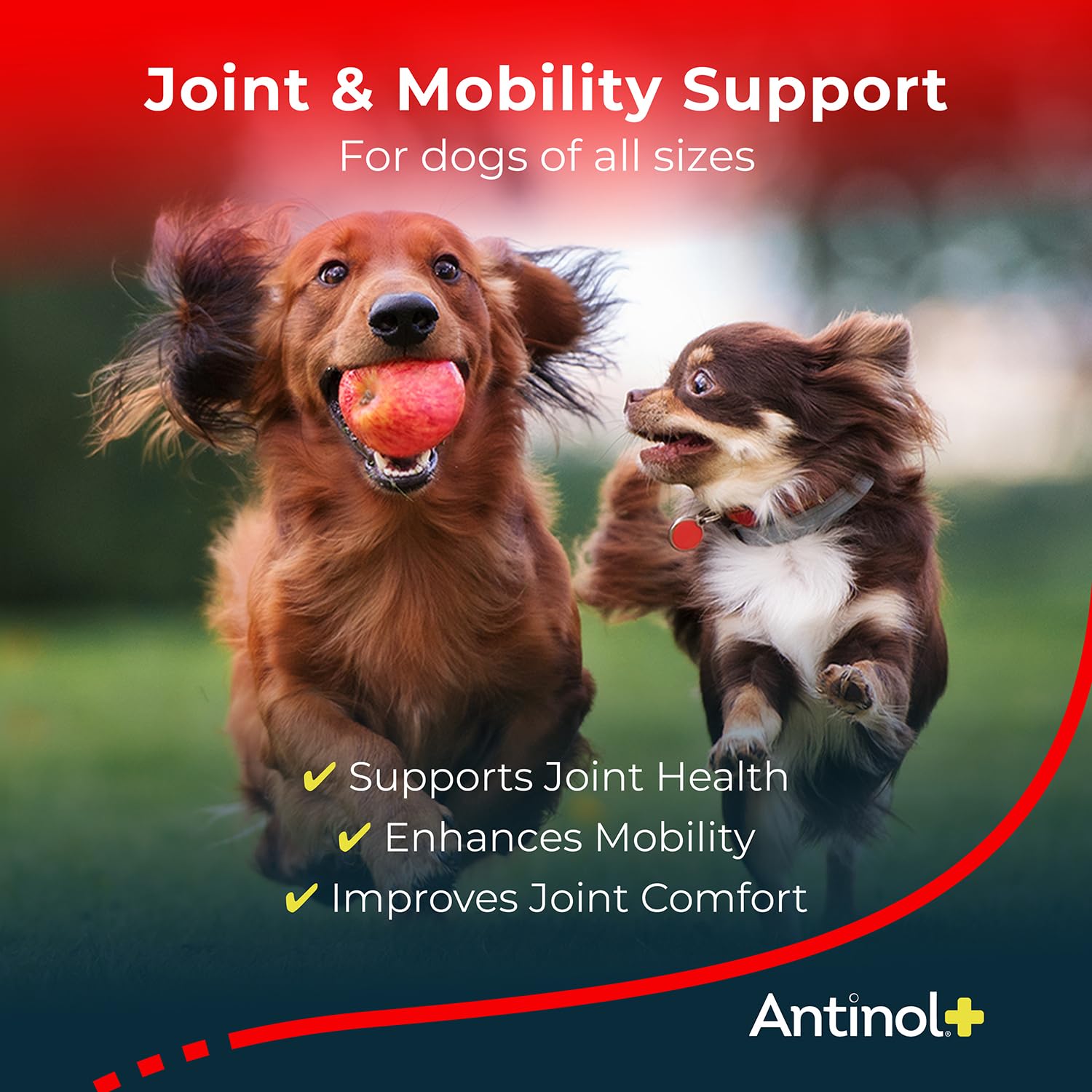 Antinol Plus articulaciones de perro ayuda a mantener la flexibilidad de las articulaciones.
