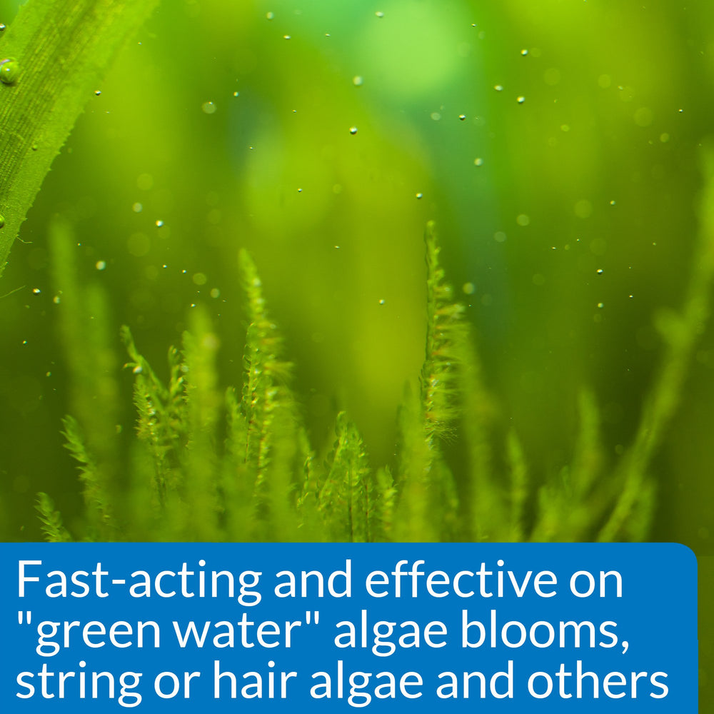 API ALGAEFIX: algas verdes en agua, tratamiento rápido para claridad