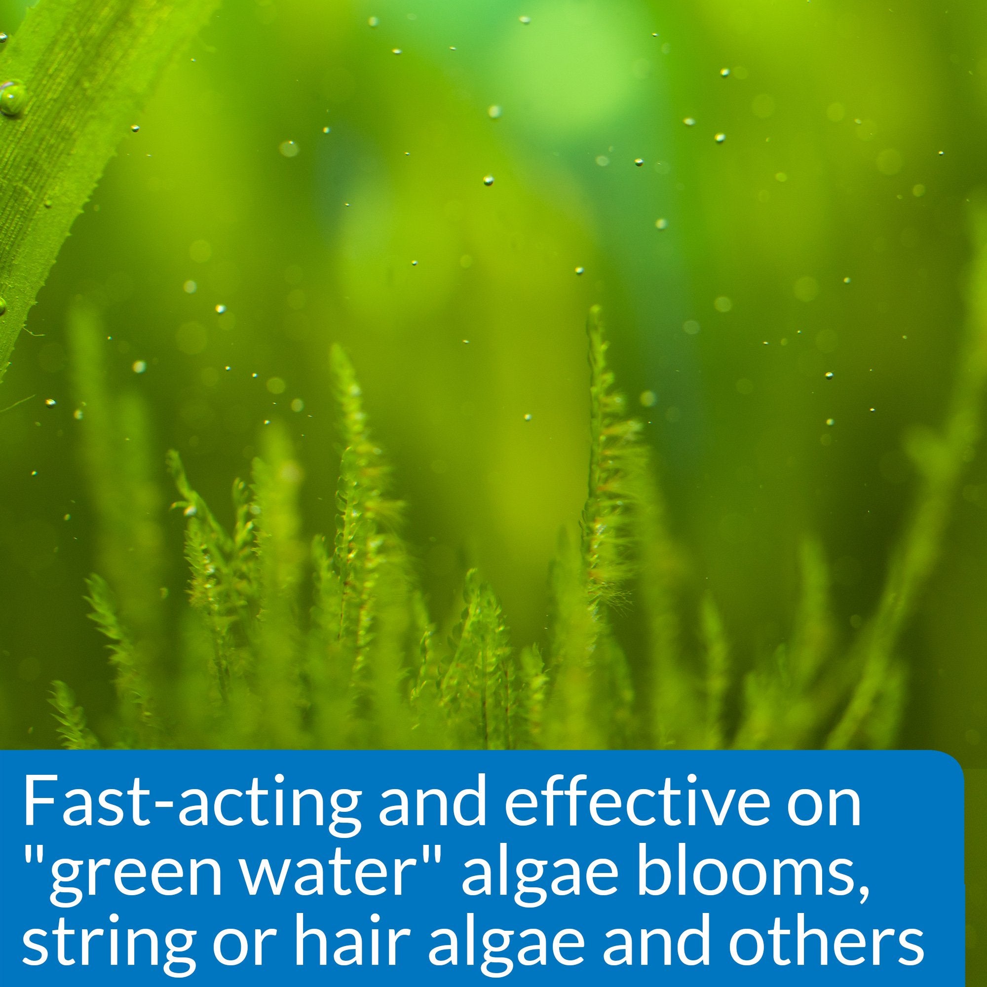 API ALGAEFIX algas verdes en crecimiento se reducen con tratamiento regular.