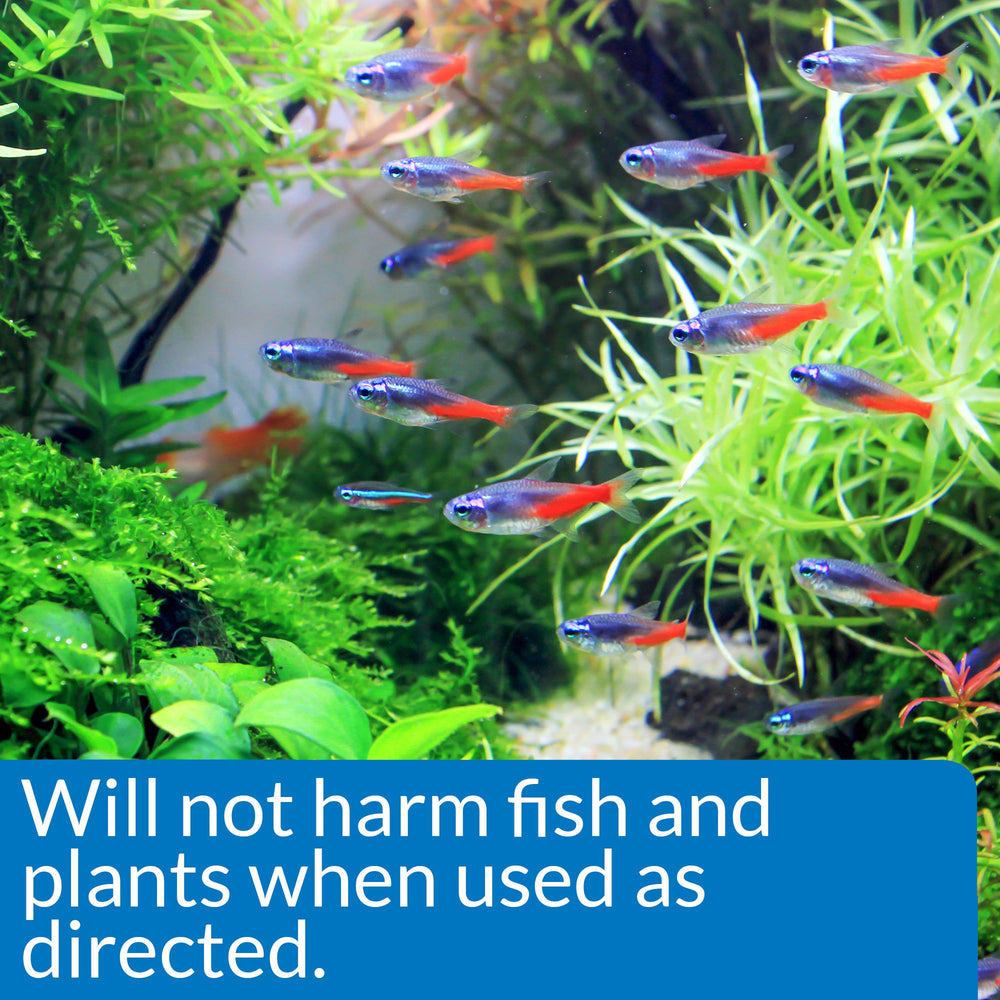 API ALGAEFIX peces sanos sin daños al usar como indicado.