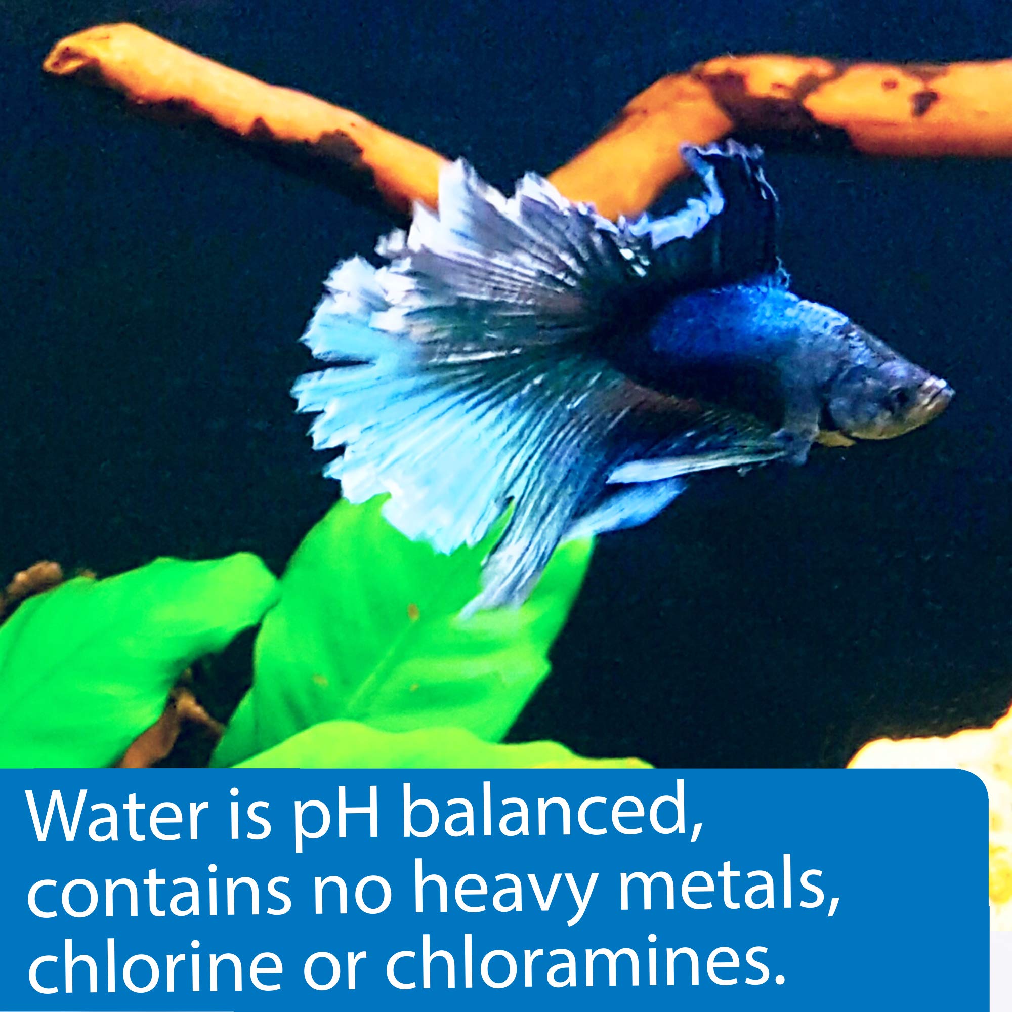 API Betta Water precondicionada sin metales, ideal para cambios semanales.