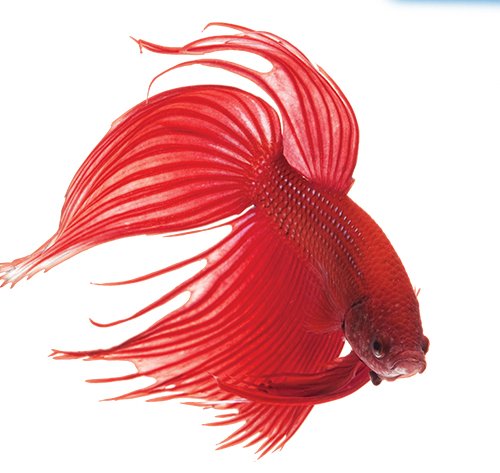 Aplicación en el acuario para aletas dañadas