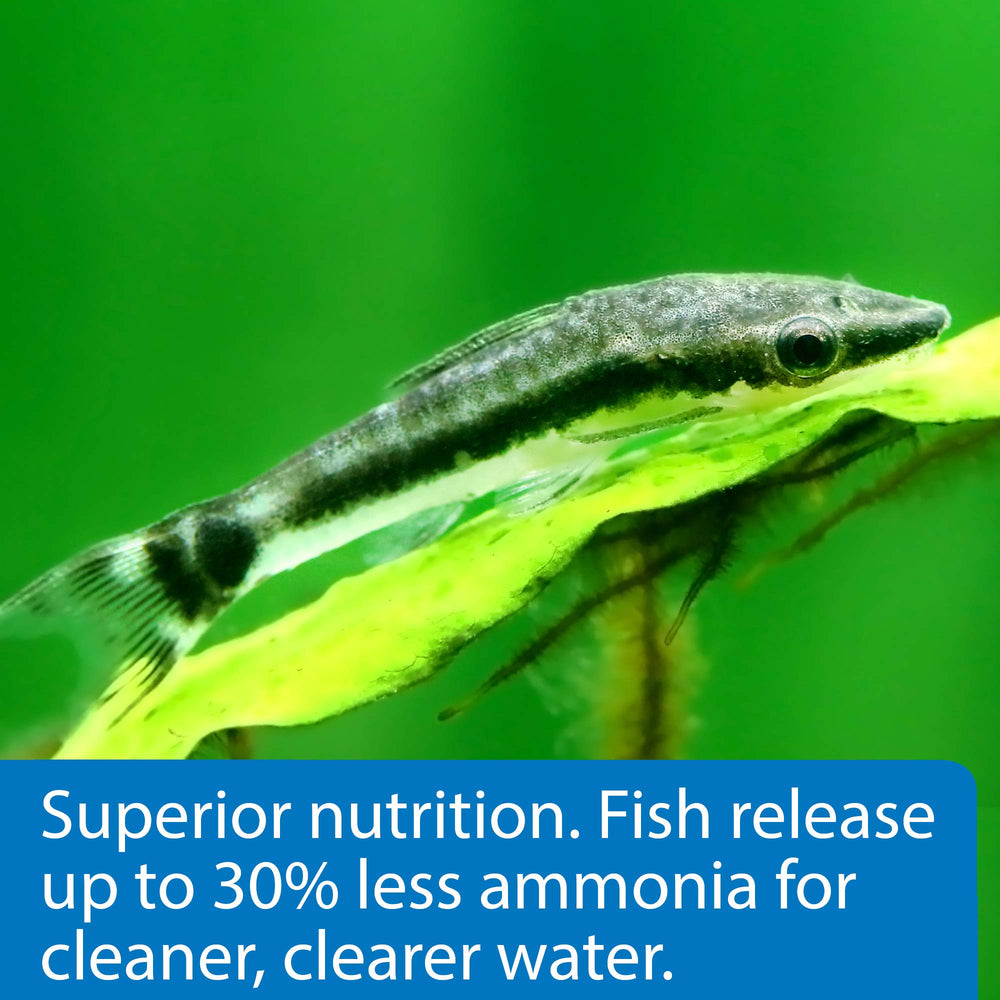 API galletas de algas para plecos y otocinclus en acuario