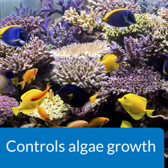 API MARINE ALGAEFIX: dosificación cada tres días para controlar algas