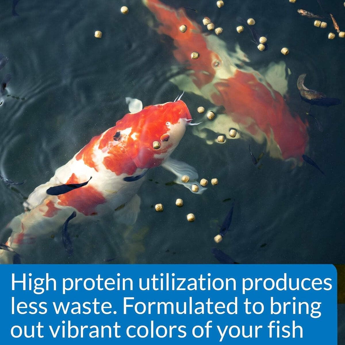 API POND COOL WATER FOOD apoya la salud general de los peces
