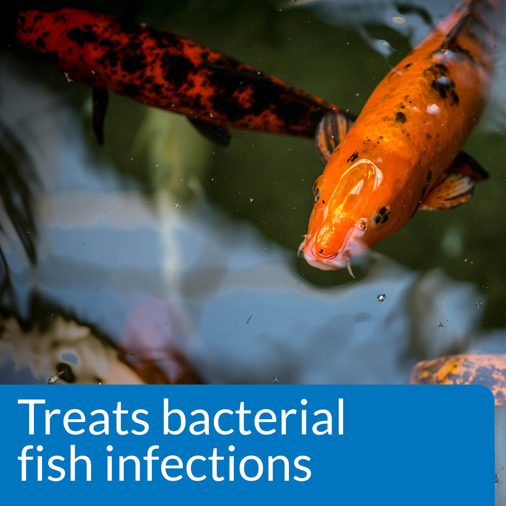API POND MELAFIX extracto-arbol-te: extracto botánico para cuidado de peces.