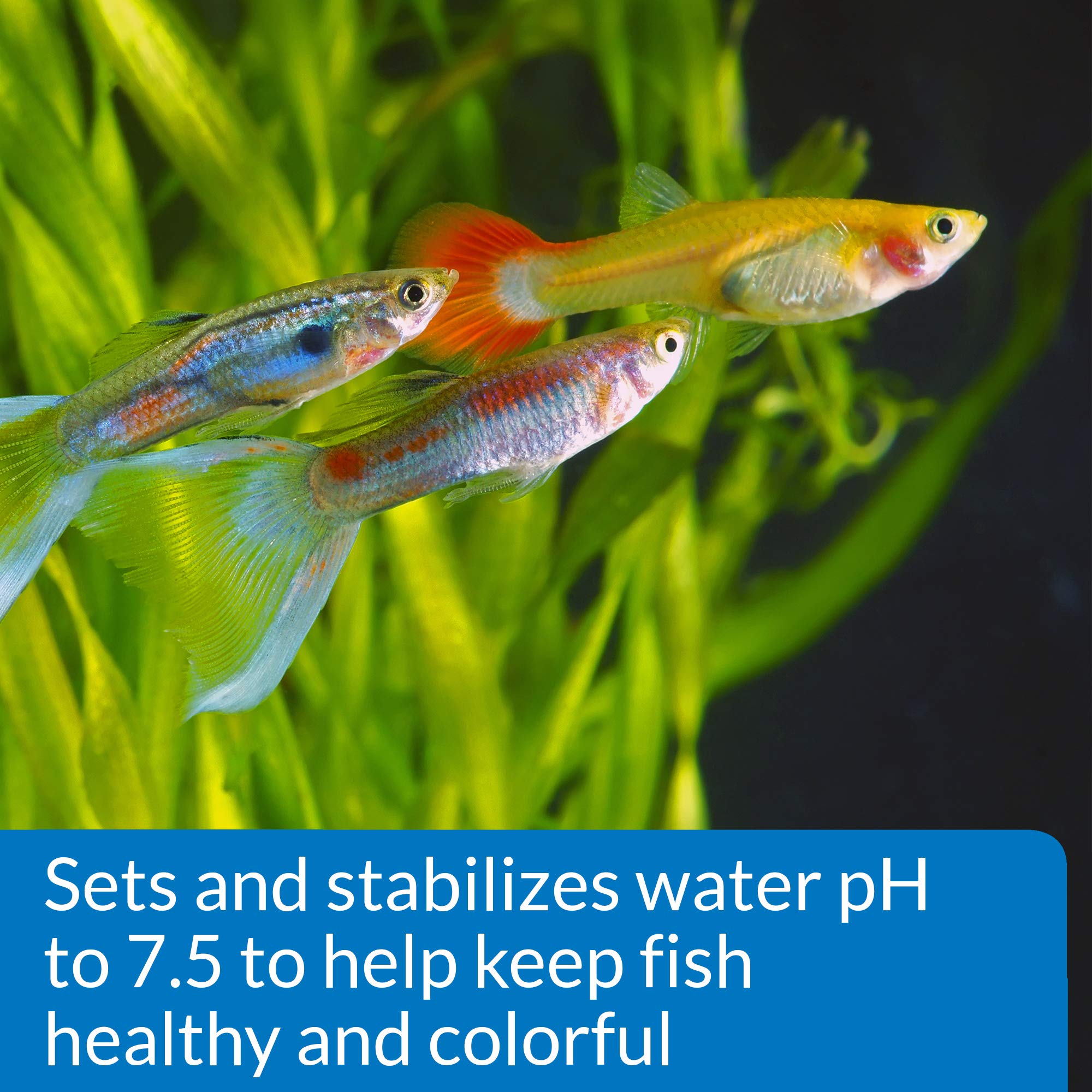 Ajuste de pH a 7.5 con API PROPER pH 7.5 para peces coloridos.