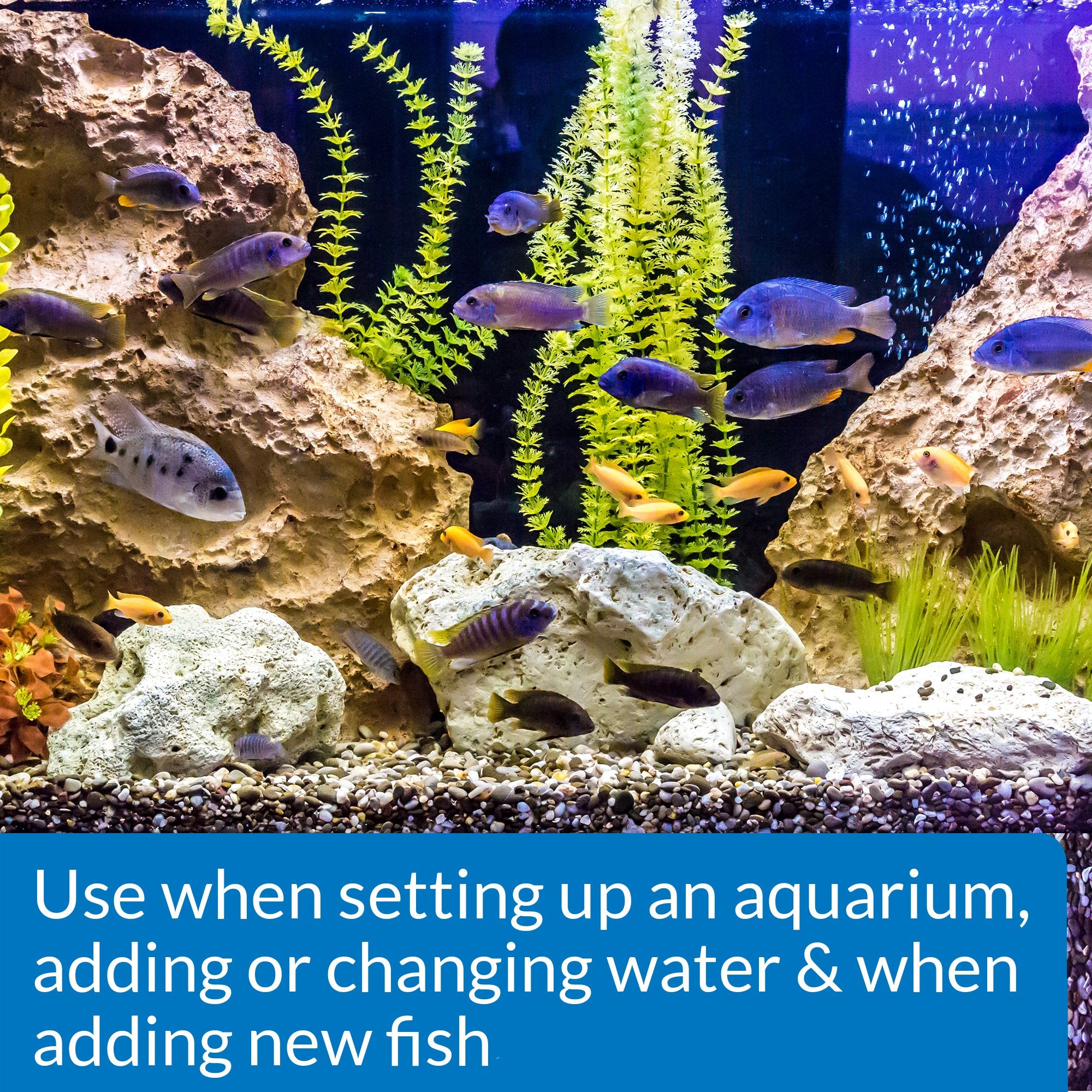 API Quick Start peces-inmediato en acuario nuevo para añadir peces sin demora.