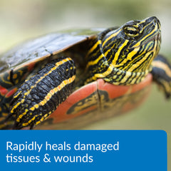 Tortugas nuevas en acuario con API Turtle Fix.