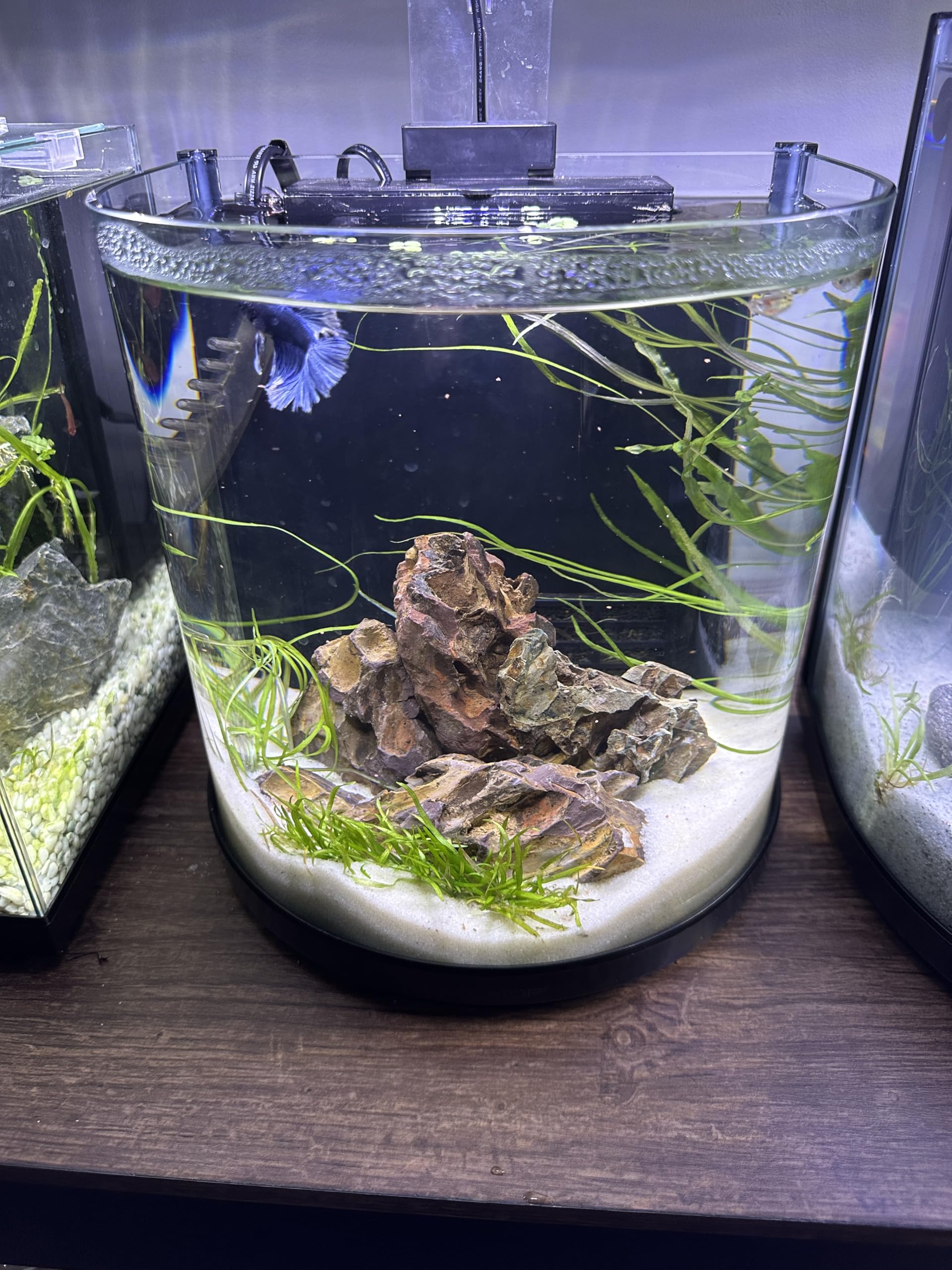 Aqua Natural Approvisionnement Nouvelle-Zélande: sable éthiquement sourcé pour terrariums