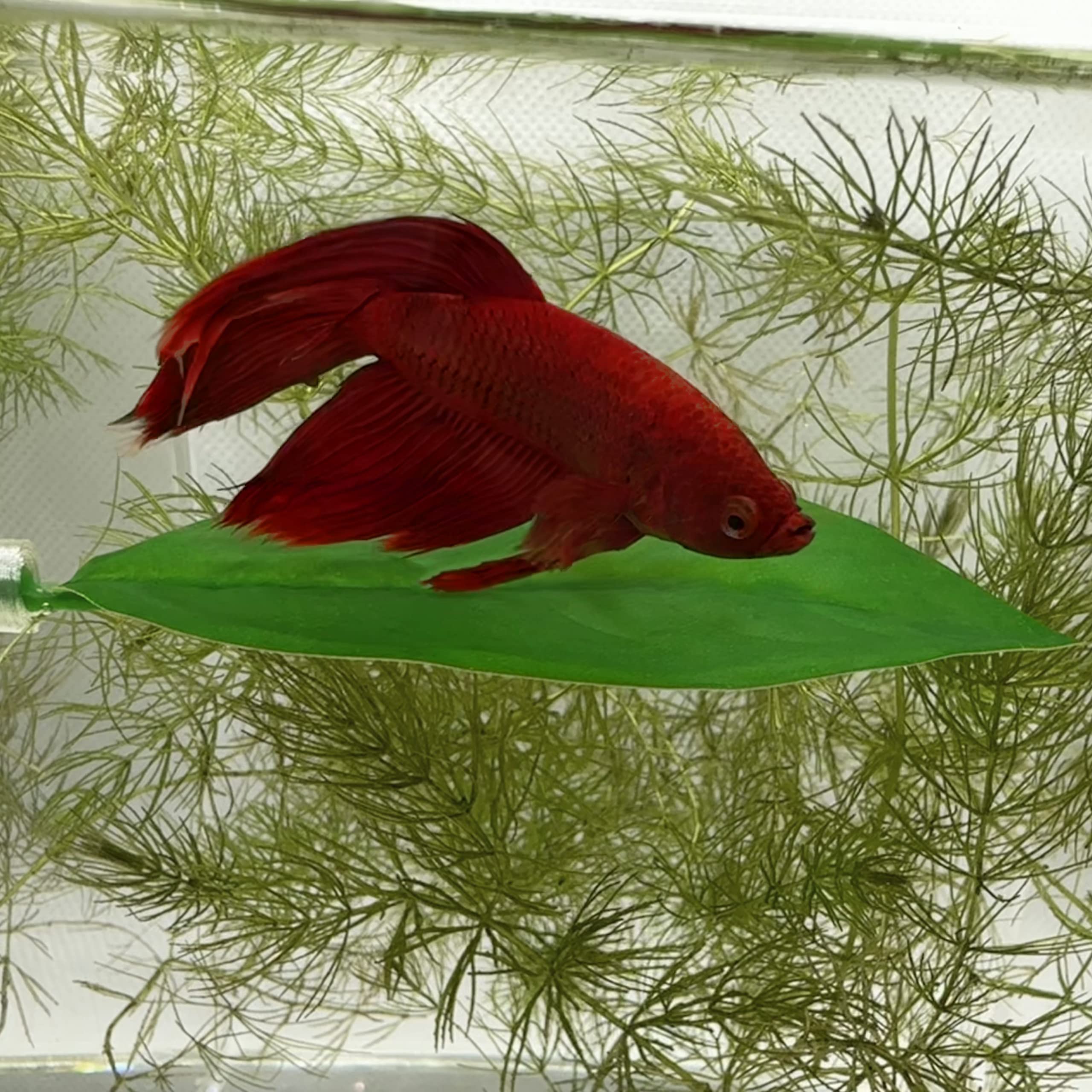 Aquarigram cama betta imantada: ubicación estable y estética dentro del acuario.