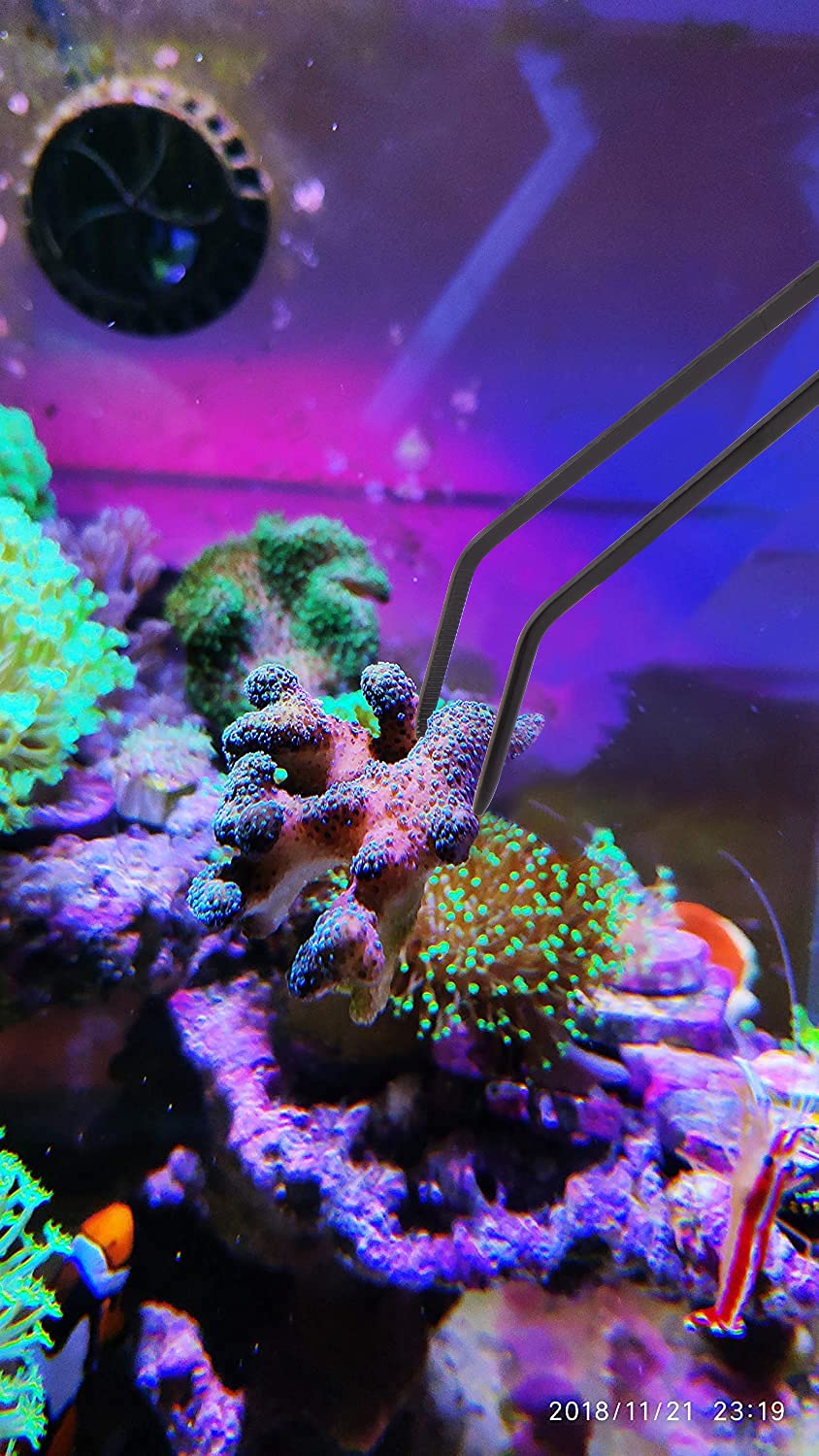 Tubo acrílico resistente Aquarium Choice, evita roturas en acuario marino.