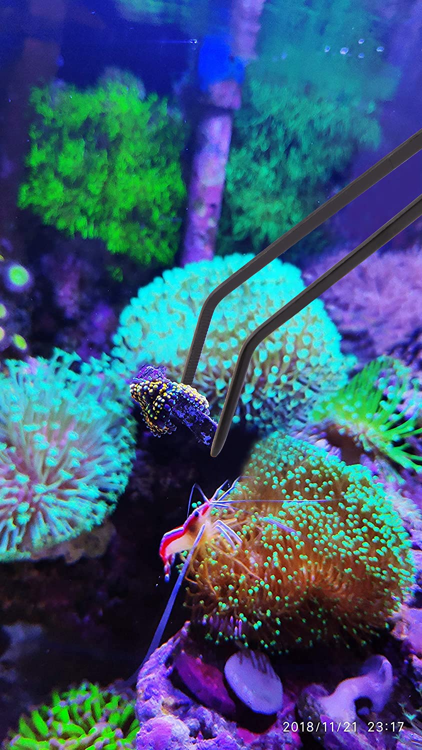 Uso en acuario con corales Aquarium Choice, herramientas para alimentación segura.