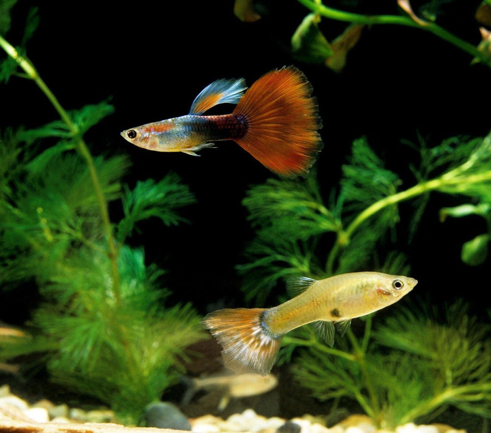 Granulos hundidos para crías de cíclidos con Spirulina de Aquatic Foods