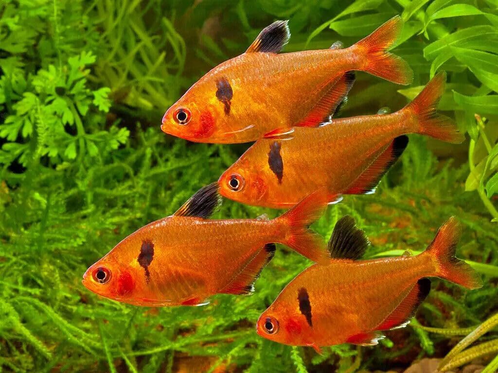 Envase de 8 oz de Aquatic Foods con granulos hundidos