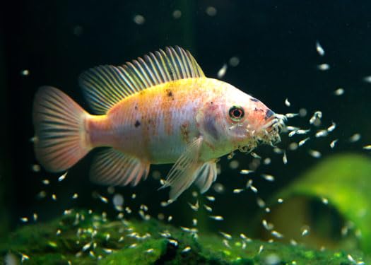 Alimento para peces de estanques Aquatic Foods Inc., nutrición balanceada.