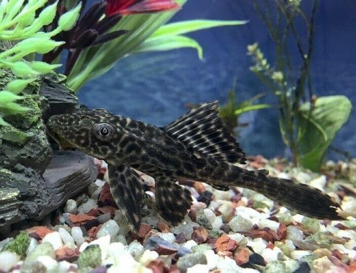 Aquatic Foods Inc. Conchas calcio plecos: mantienen caparazones fuertes.