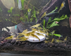 Discos calcio Aquatic Foods Inc. para cangrejos, favorecen el desarrollo