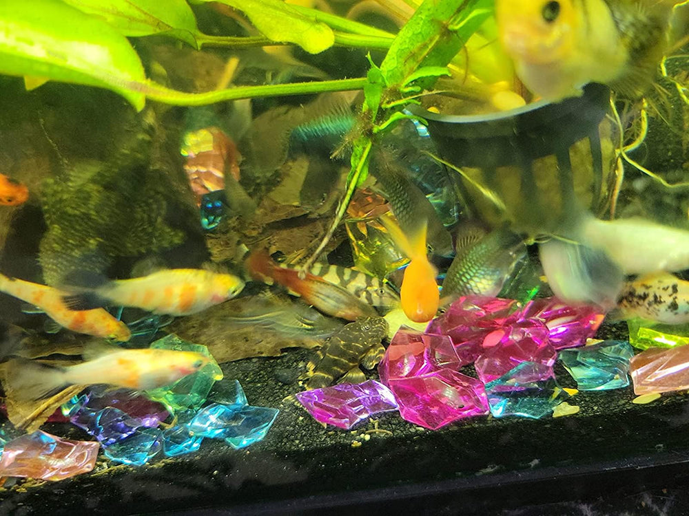 Discos calcio Aquatic Foods Inc. para peces tropicales, apoyo nutricional diario