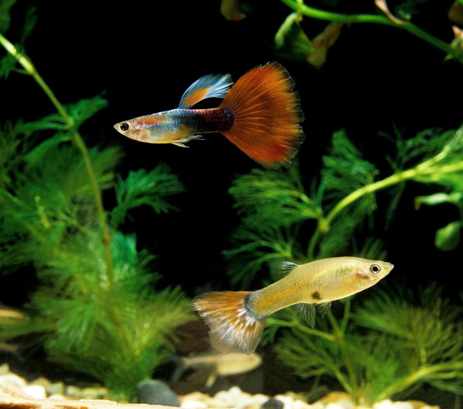 Envase doble foil de Aquatic Foods Inc, mantiene frescura durante el envio