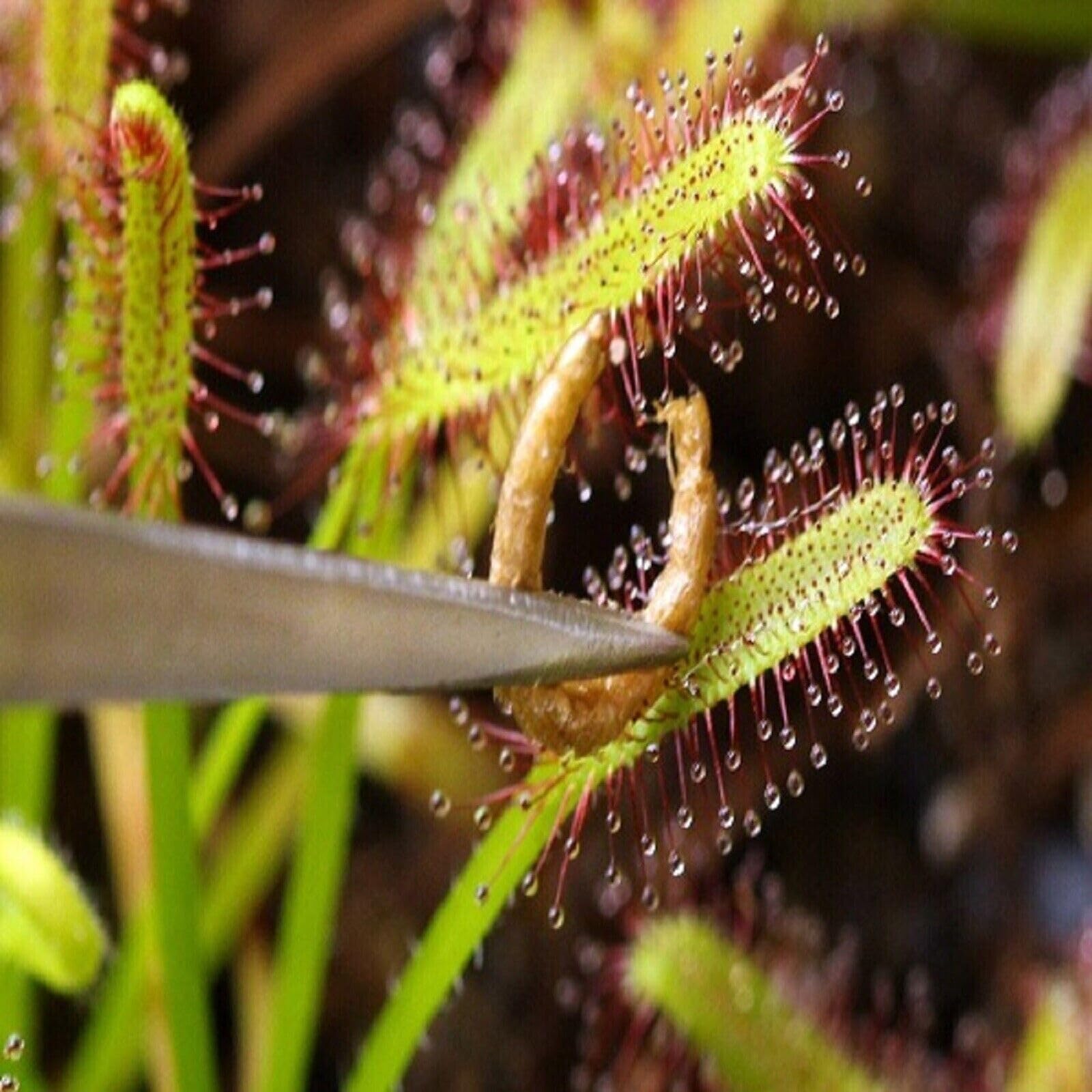 Gusanos de sangre liofilizados flotantes de Aquatic Foods Inc. aportan proteína para peces tropicales.