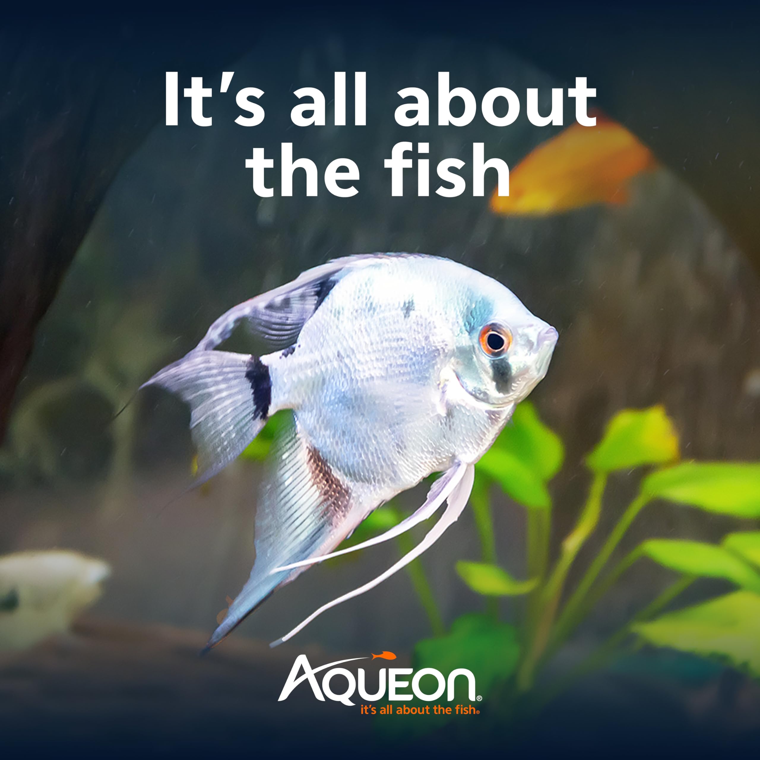Aqueon Cichlid Granulos para uso diario, sin ensuciar el agua