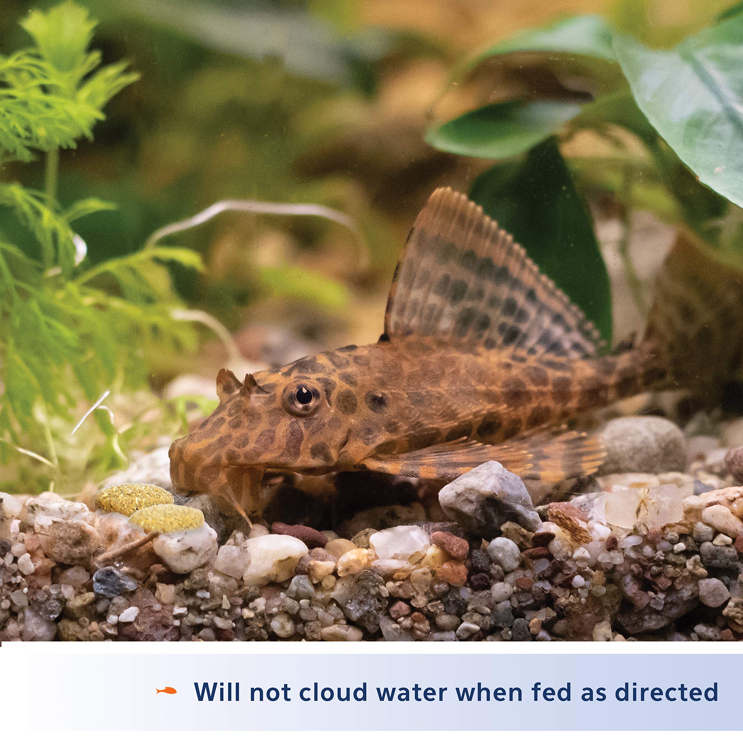 Tabletas Aqueon Bottom Feeder para peces del fondo Corydoras y similares.