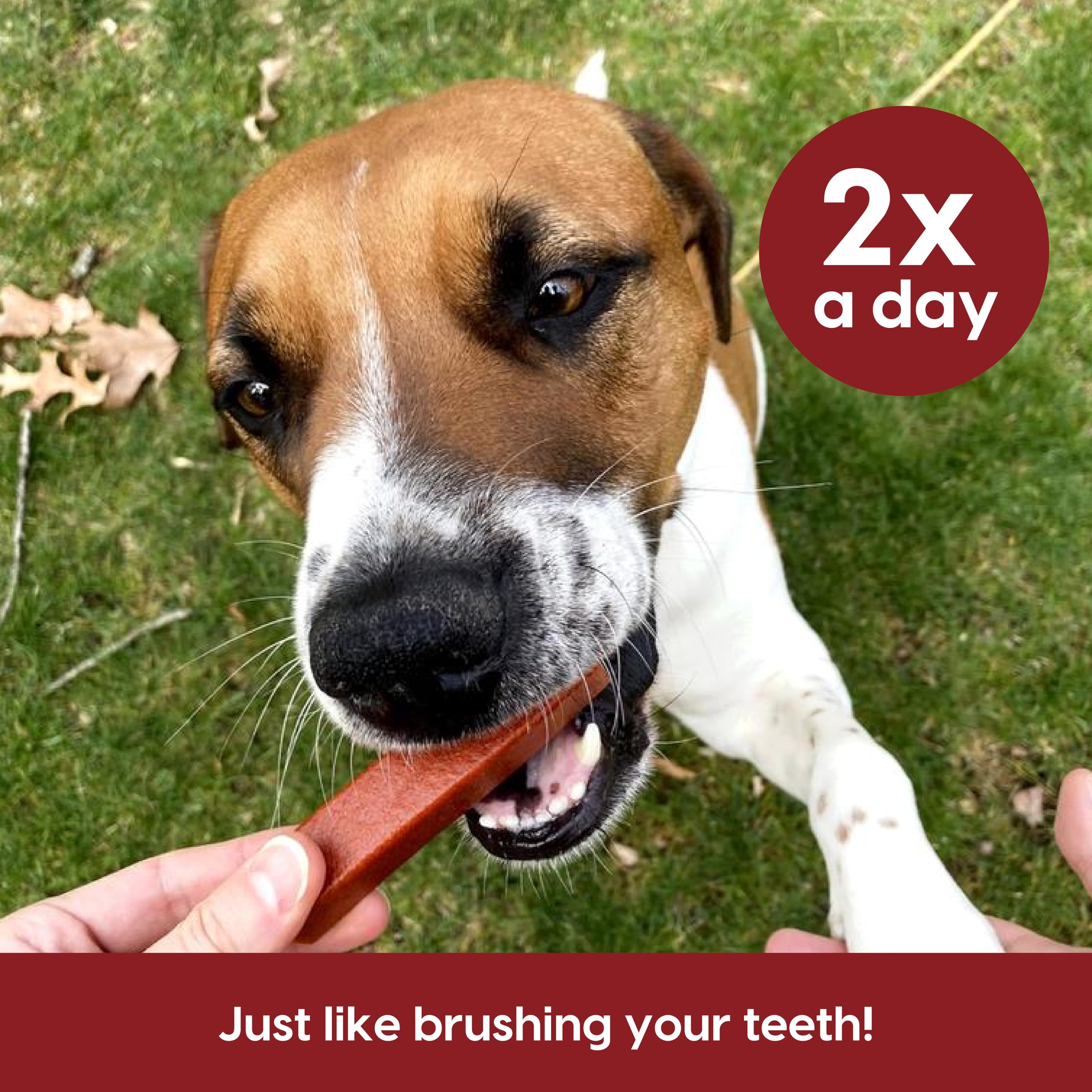 ARK NATURALS Protection+ dos piezas diarias para una rutina de cuidado dental.