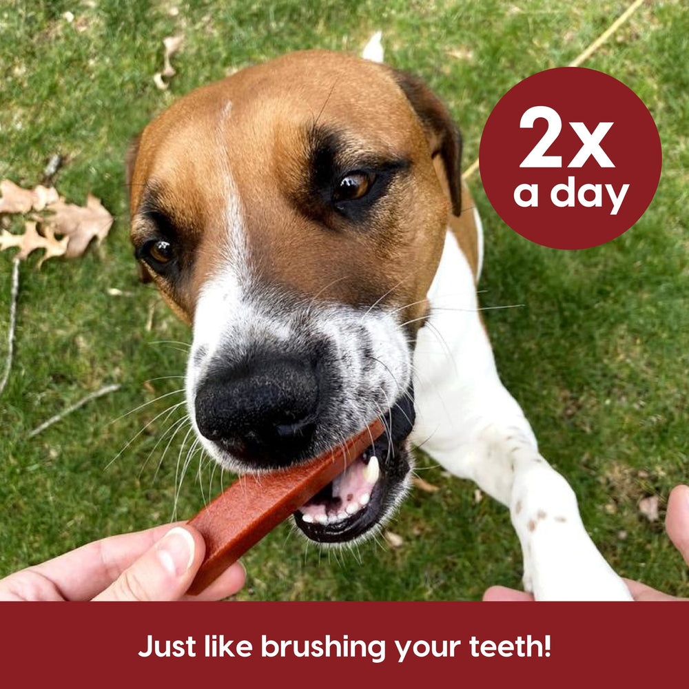ARK NATURALS Protection+ dos piezas diarias para una rutina de cuidado dental.