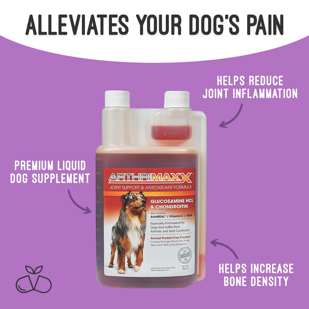 Perro mayor con ArthriMAXX para apoyar articulaciones y comodidad.